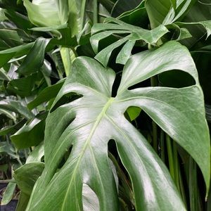 Meet your Posher, Shane